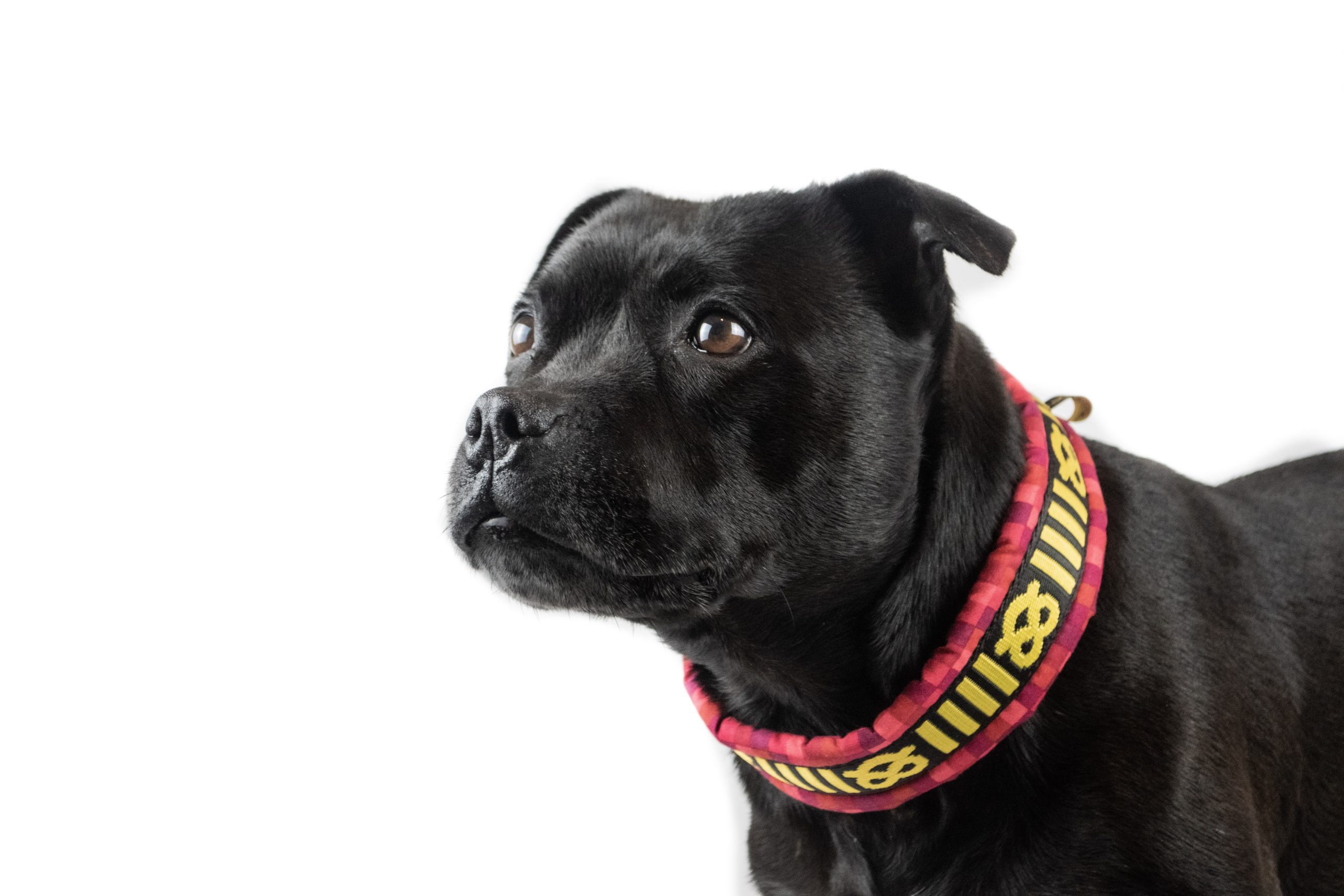 handmade staffordshire bull terrier collars